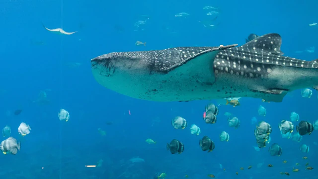 Acuario de Georgia