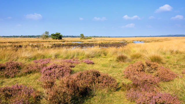 Parque Nacional Hoge Veluwe